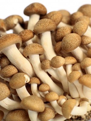 Organické houby online Evropa