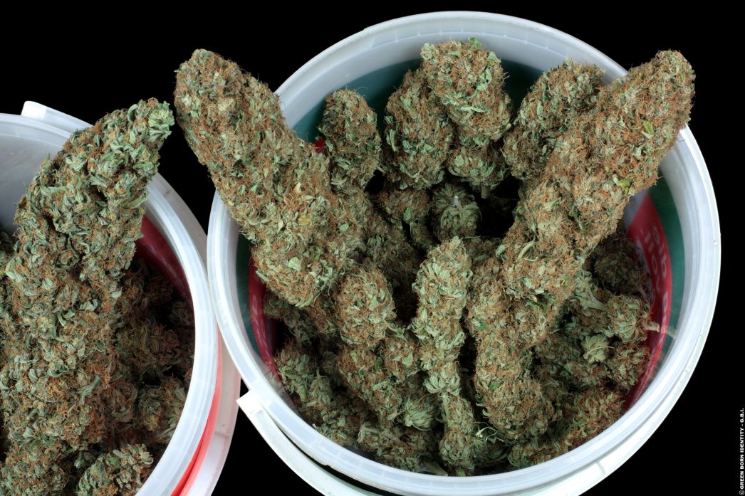 Марихуана хошимина семена марихуаны употребление