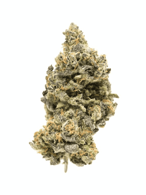 Cookie Glue Marijuana Strain