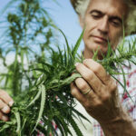 Cannabis SEO Services The Study That Should Change What You Buy