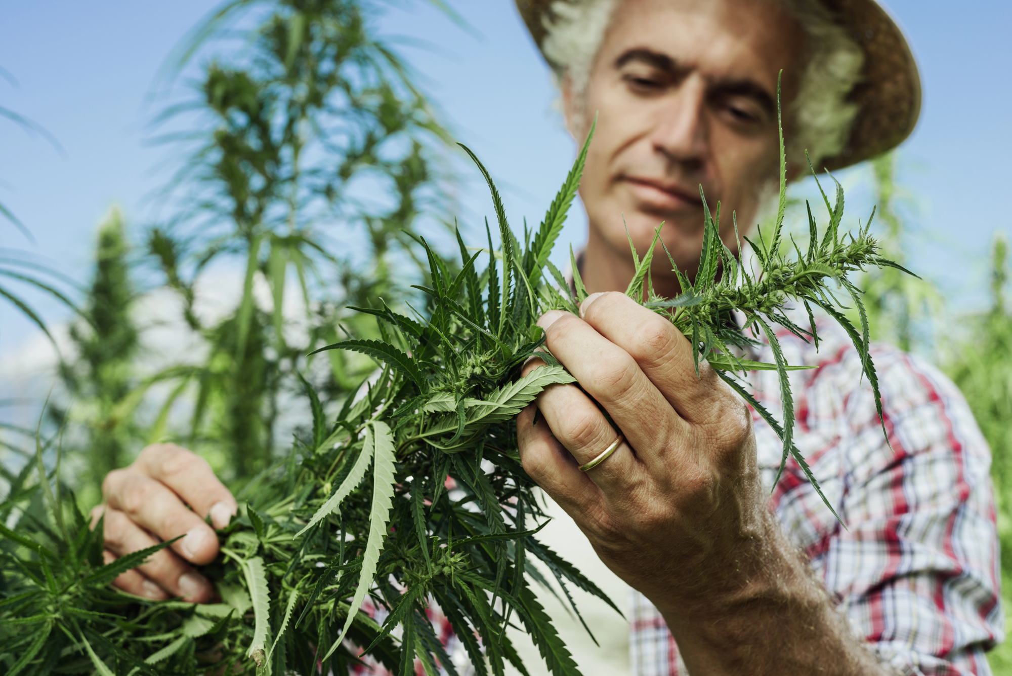 Cannabis SEO Services The Study That Should Change What You Buy