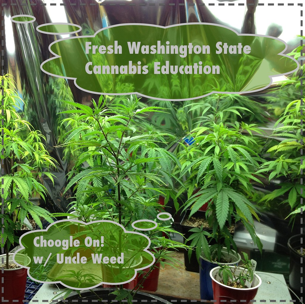 Cannabis plants displayed at a state cannabis education exhibit