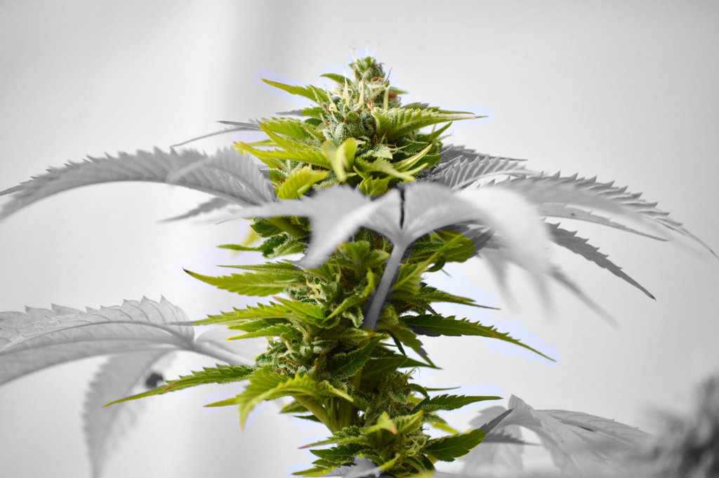 Flowering cannabis plant